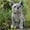 gray2, variant on 6.7"x4.7" Resin Dog Dachshund Sculpture,Garden Ornament Patio Figurine Outdoor Animal Statue,French Bulldog Statue,Garden Decor Yard Lawn Resin Dog Sculpture
