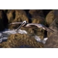 thumbnail image 2 of Talbot Frank, Christopher 24x17 White Modern Wood Framed Museum Art Print Titled - CA, La Jolla A Pelican Flying over the Coast, 2 of 4