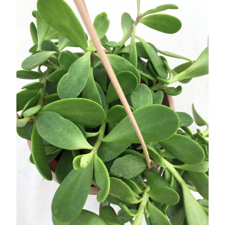Trailing Jade Plant - Senecio jacobsenii - 2.5" Pot - Walmart.com