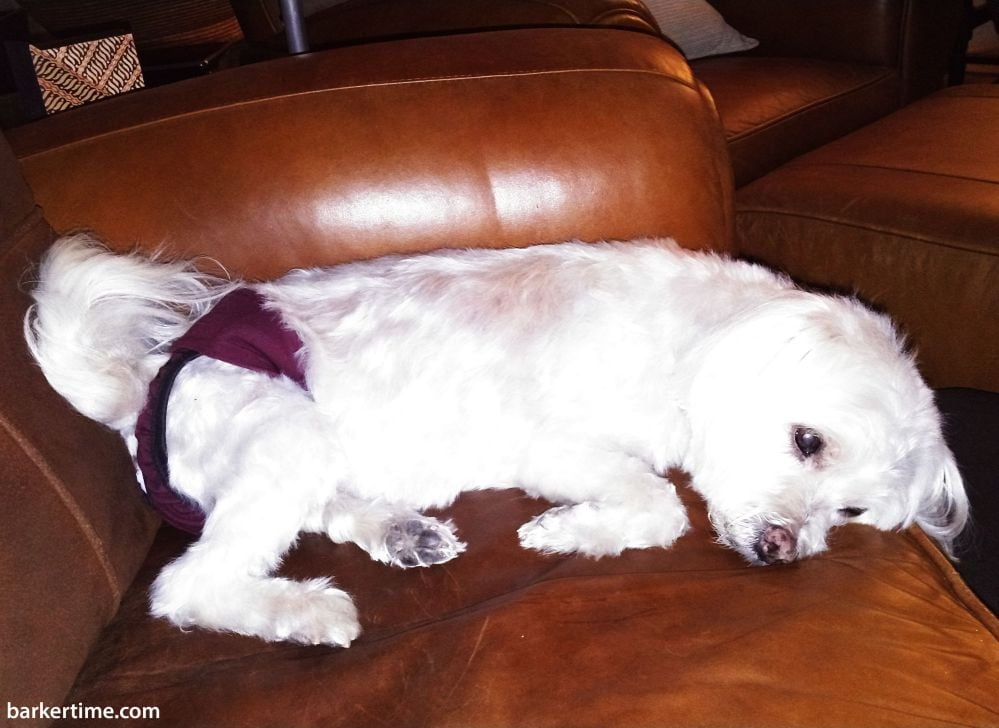 Barkertime Burgundy Dog Diaper Pull-up