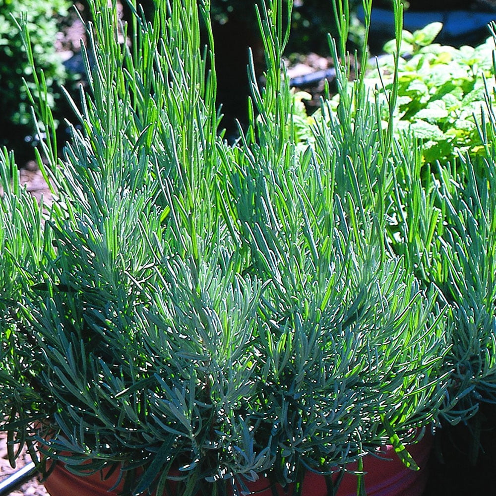 Bonnie Plants Lavender 2.32 qt.