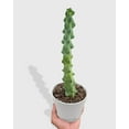 thumbnail image 3 of Boobie Cactus - Live Air-Purifying Indoor Plant in Nursery Pot – Easy Care, Low Maintenance Houseplant for Home & Office Decor, Natural Air Cleaner, Best for Beginners (6"Pot), 3 of 5