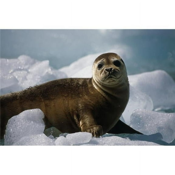Harbor Seal Pup On Ice Pack Tracy Arm Se Alaska Summer Fords-Terror Wilderness Area Poster Print
