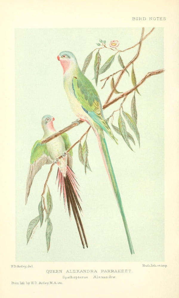 Bird Notes 1902 Que