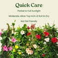 thumbnail image 4 of Tropical Plants of Florida 18" to 20" Pink Mandevilla Vine on Starter Trellis; Flower Plant, Partial Sun, 4 of 5