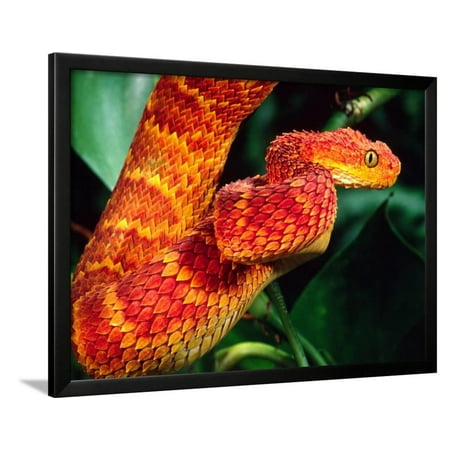 african bush viper framed