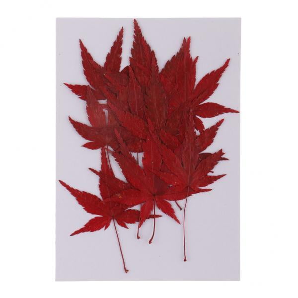 GUOOL 2X 12pcs Natural Real Dried Leaves Maple Leaf for Christmas Wedding Card Making