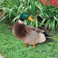 thumbnail image 4 of ABODELINE Lifelike Acrylic Mallard Garden Stake - Realistic Duck Decor for Outdoor Lawn, Yard, and Patio Decoration (10.4 inch), 4 of 6