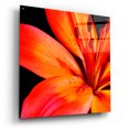 thumbnail image 2 of Epic Art 'Orange Flower on Black 02' by Tom Quartermaine, Acrylic Glass Wall Art, 36"x36", 2 of 8