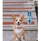 thumbnail image 5 of 1 botella de agua para perros, dispensador de agua portátil para perros y gatos de 550 ml, botella de agua para perros al aire libre para senderismo, viajes, camping - azul JM, 5 of 5