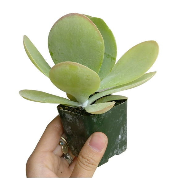 Kalanchoe Flapjacks (2"  Plastic Pot) - Paddle Plant - Kalanchoe Thyrsiflora - Tiny, Lovely, Easy to Care Succulent for Beginners - Live Healthy Succulent for Home Office