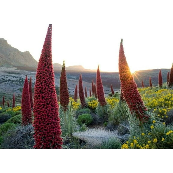 10 Tower of Jewels Seeds - Echium Wildpretii - Rare and Exotic Flowering Plant - Excellent Bonsai Specimen