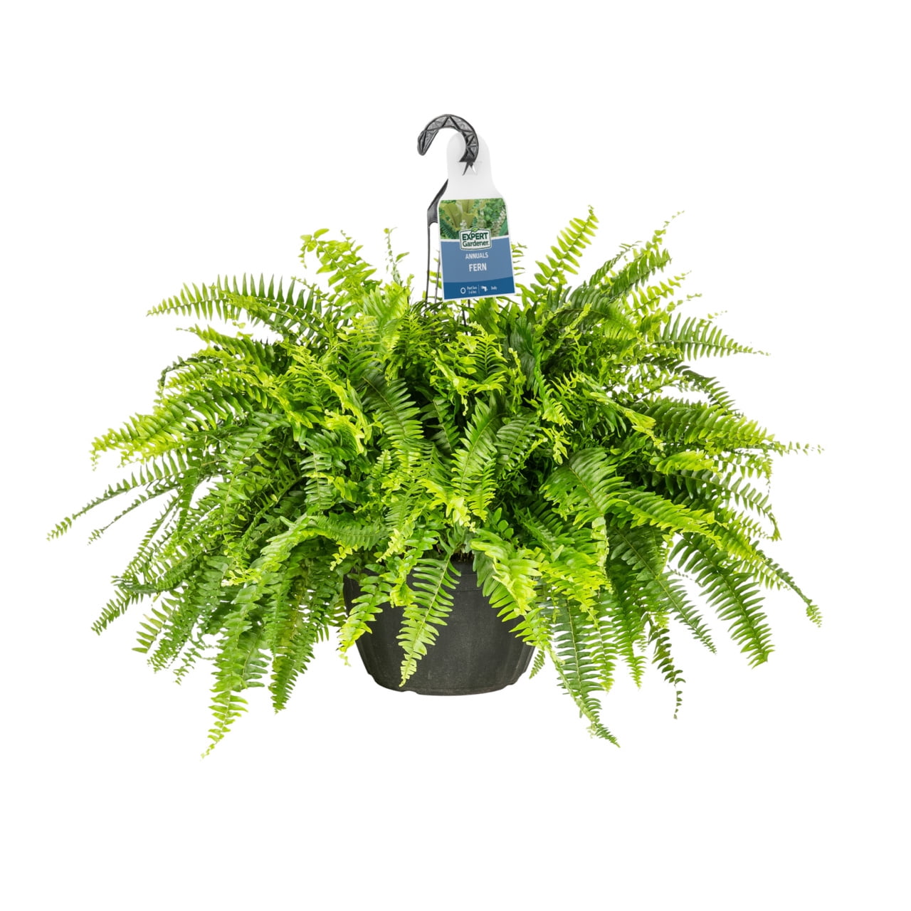 (2 pack) Expert Gardener 20-24" Wide Boston Fern Live Plant in 1.5-Gallon Grower Pot