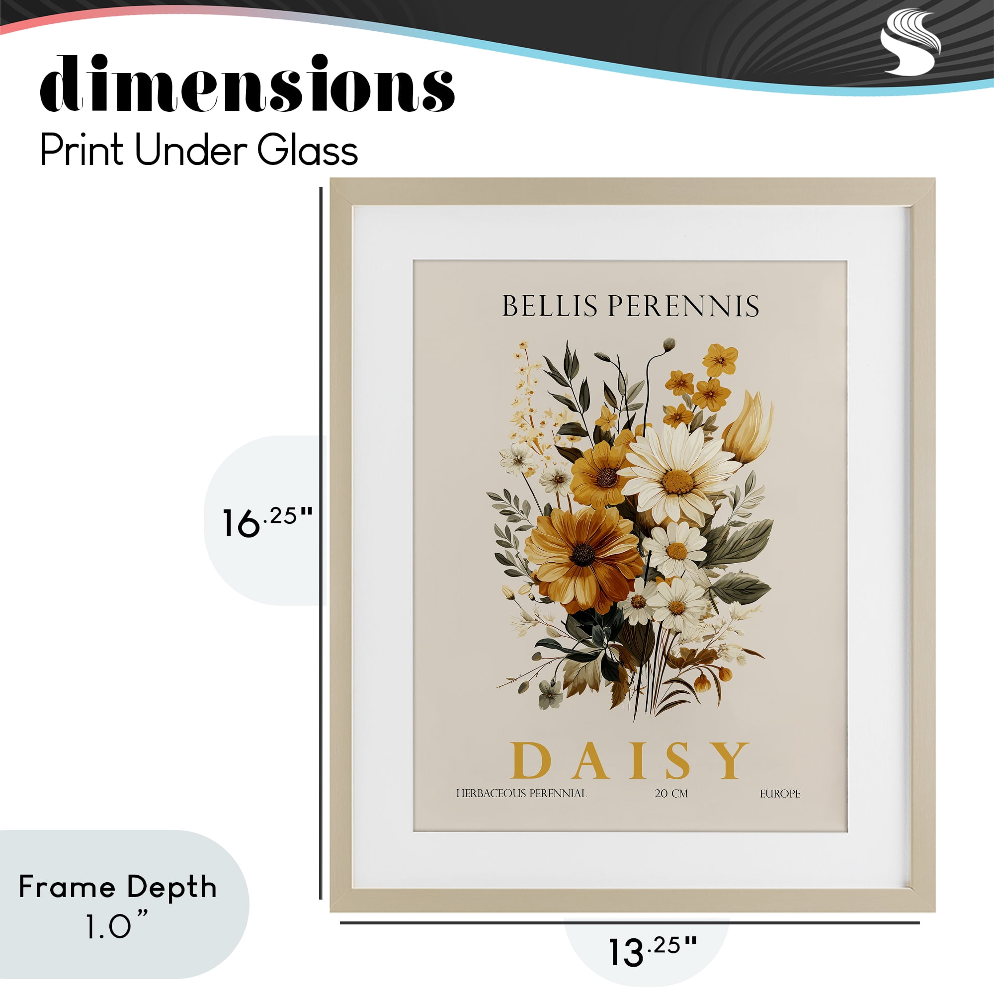 Stupell Industries Nature Daisy Bundle Birch Framed Print Under Glass, design by Christopher Giampietro