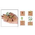 thumbnail image 4 of 1 Set Seed Life Cycle Model Home School Simulation Creative Plant Growth Toys Exquisite Plants Plaything Growing Stage Models Seeds Toy for School, 4 of 9