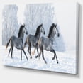 thumbnail image 2 of Herd of Horses Run Across Snow, 2 of 3