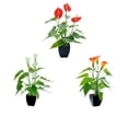 thumbnail image 3 of Bonsái artificial Cateissary para Decoración Interior y Exterior, 3 of 6