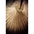 thumbnail image 1 of Gango Home Decor Thai Broom III by Erin Berzel (Printed on Paper); One 24x36in Fine Art Paper Giclee Print, 1 of 4