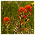 thumbnail image 2 of Everwilde Farms - 1/4 lb Indian Paintbrush Native Wildflower Seeds - Gold Vault Bulk Seed Packet, 2 of 2