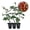 3 Plants, variant on Abracadabra Rose Bush - Live Starter Plant in a 2 Inch Pot - Beautifully Fragrant Heirloom Rose from Florida - A Versatile Beauty with a Rich Fragrance
