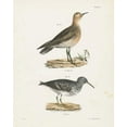thumbnail image 2 of Wild Apple Portfolio 12x14 Gold Ornate Wood Framed with Double Matting Museum Art Print Titled - Shore Birds II, 2 of 4