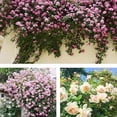 thumbnail image 3 of GSDWIUEW Climbing Rose Seeds for Planting Outdoors, Mixed Climbing Vine Rose Flower Seeds for All Seasons (Color-7, 300PC), 3 of 8