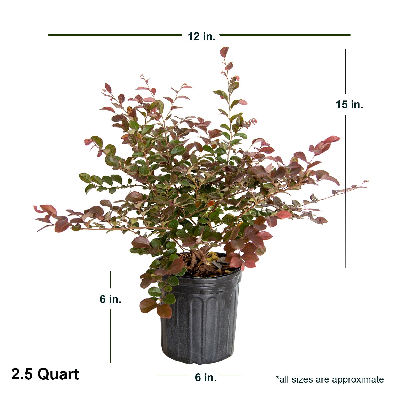 Expert Gardener Ruby Loropetalum 'Chinese Fringe Flower' (2.5