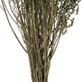 thumbnail image 2 of Vickerman 14-18" Spring Green Stoebe Bundle, Preserved, 2 of 4
