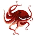 thumbnail image 3 of Saylor, Jeannine 20x22 Black Modern Framed Museum Art Print Titled - Giant Pacific Octopus - Red, 3 of 5
