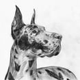 thumbnail image 3 of Wang, Melissa 15x15 Black Modern Framed Museum Art Print Titled - Great Dane Portrait II, 3 of 5