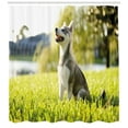 thumbnail image 3 of Ambesonne Alaskan Malamute Shower Curtain, Friendly, 69"Wx75"L, Multicolor, 3 of 3