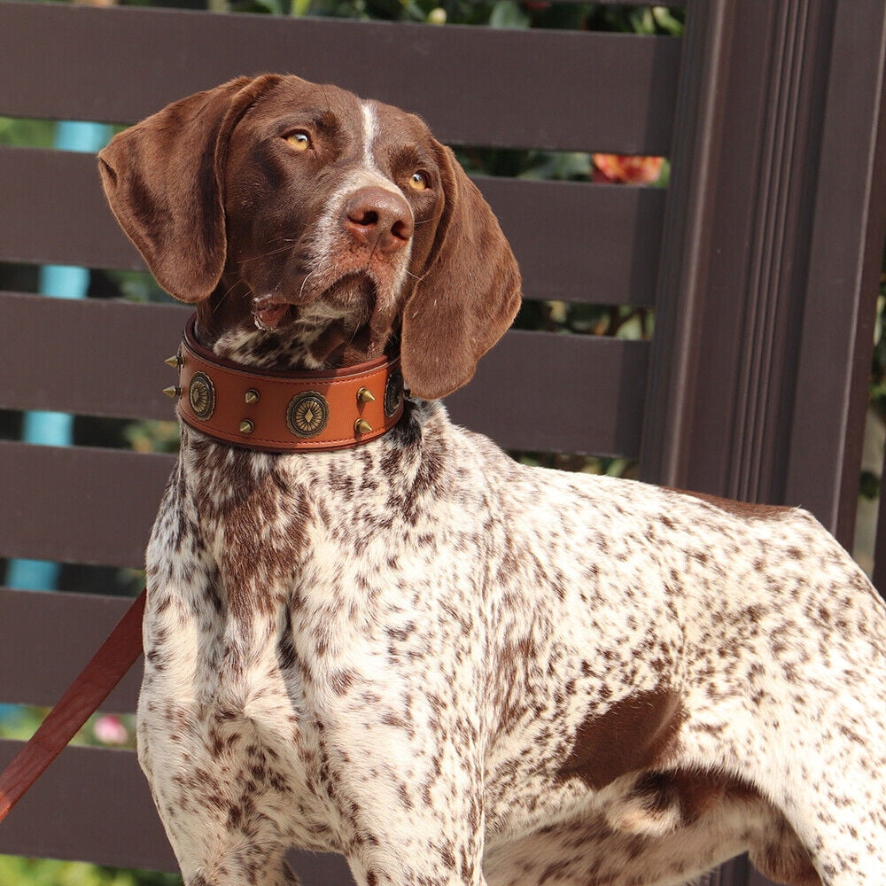 Didog 2" Wide Spiked Studded Genuine Leather Dog Collars Retro Heavy Duty for Medium Large Breeds