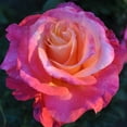 thumbnail image 3 of Heirloom Roses - Heart O' Gold™ Grandiflora Rose Bush - Fragrant Roses Live Plant, 3 of 5