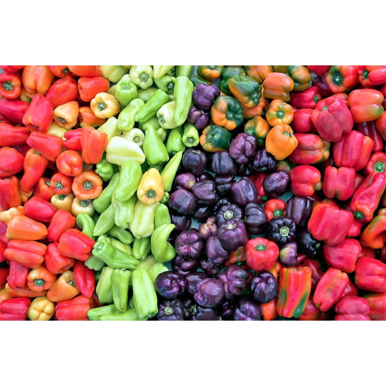 150 Rainbow Bell Pepper Seeds - Red, Green, Yellow, Orange, Purple