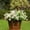 White, variant on Artificial Flowers for Outdoors Plants Fake Plants Uv Resistant Faux Plastic Daffodils Flower Greenery Boxwood for Spring Planters Outdoor Front Porch Garden Porch Patio Decoration (White)