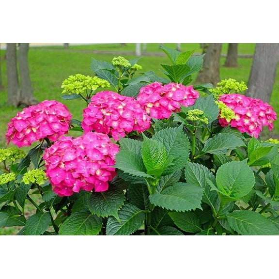 ( 1 ) - Glowing Embers Pink Mophead Hydrangea - Starter Plant ( 7m ) ( 1 live plant )