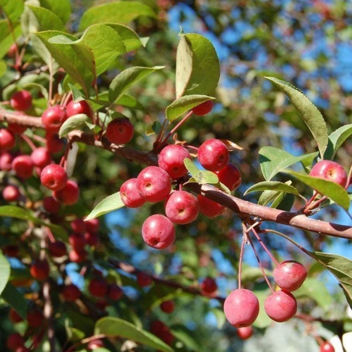 Expert Gardener 3-4 ft tall Sugar Tyme Crabapple Live Tree in 7-Gallon Grower Pot
