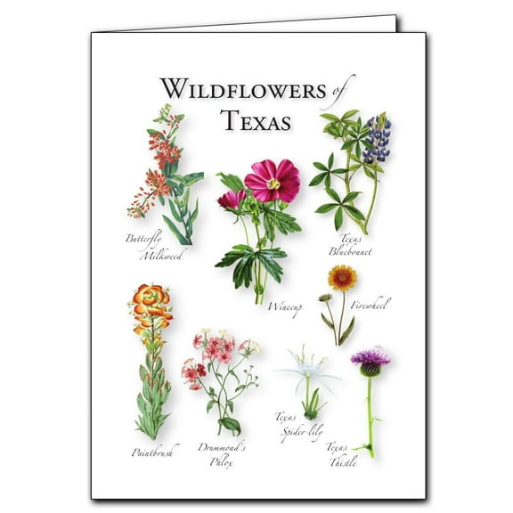 Wildflowers of Texas Student Animal Poster Birthday Gift Children's Room Poster Bedroom Decor Office Decor Gifts