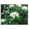 Sweet Viburnum Odoratissimum 1 Live 1 Size Plants Fast Growing Privacy Screening Shrubs