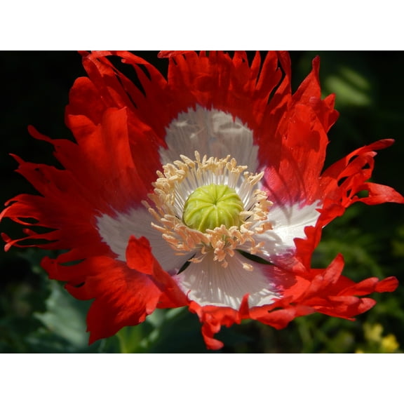SEEDS = = = 100 Premium Seed Pack- Danish Flag Poppy- SEEDS are very Tiny = = Annual Flower - Wildflower- Red and White Beauty =Serendipity Seeds