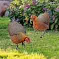 thumbnail image 3 of Rooster Yard Stakes Decorative Premium Realistic metal Chicken Yard Art, 3 of 5