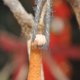thumbnail image 3 of Pt Swinging Monkey Outdoor Statue Ornament - Tree Hanging Resin Sculpture Animal Figurines For Garden Lawn Patio Yard Porch Christmas Decoration(1pcs,, 3 of 3