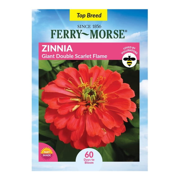 Ferry-Morse 510MG Zinnia Giant Double Flowered Scarlet Flame Annual Flower Seeds, Full Sun