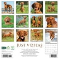 thumbnail image 2 of Willow Creek Press, Just Vizslas 2025 Wall Calendar, 2 of 4