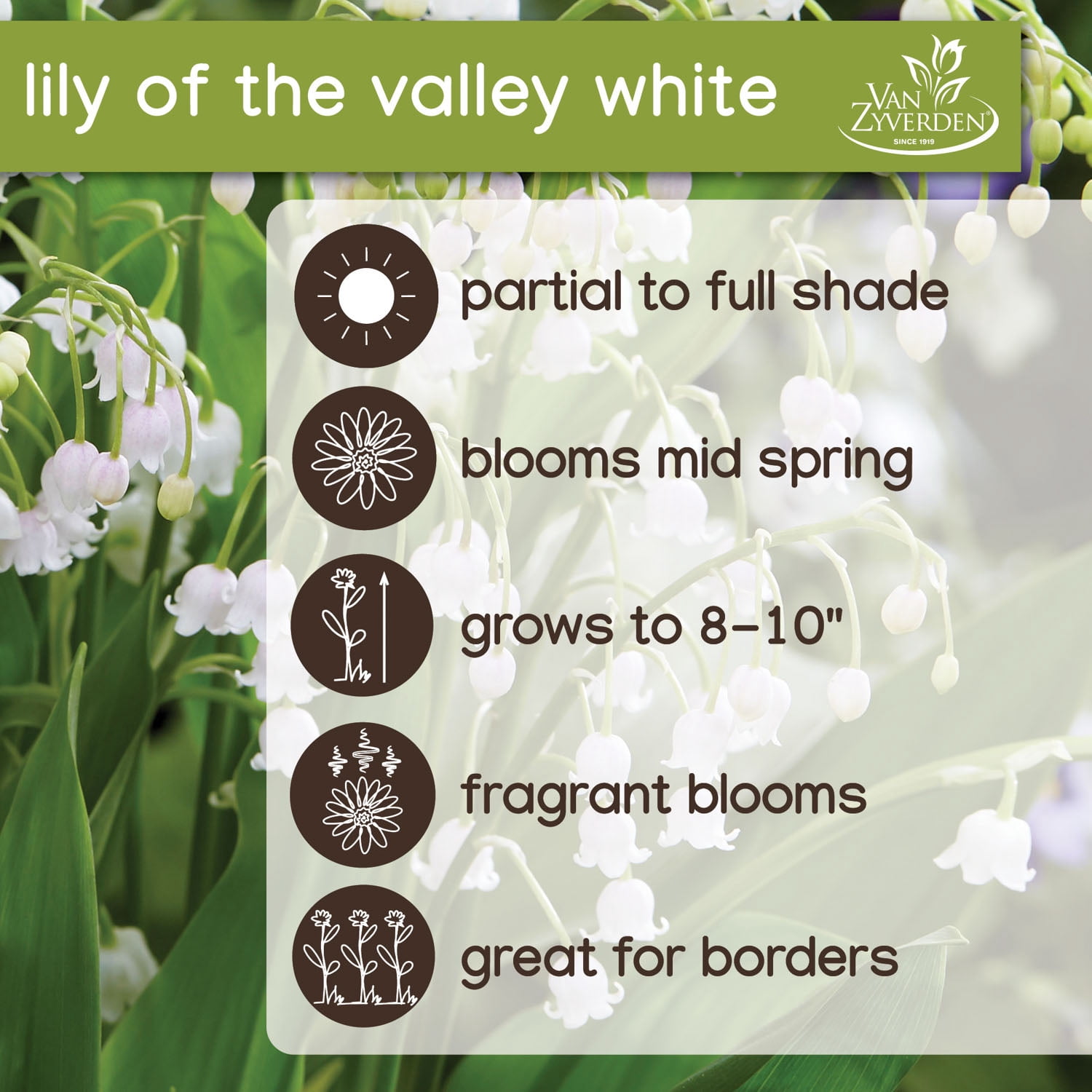 Expert Gardener Lily of the Valley White (Set of 5 Dormant Bare