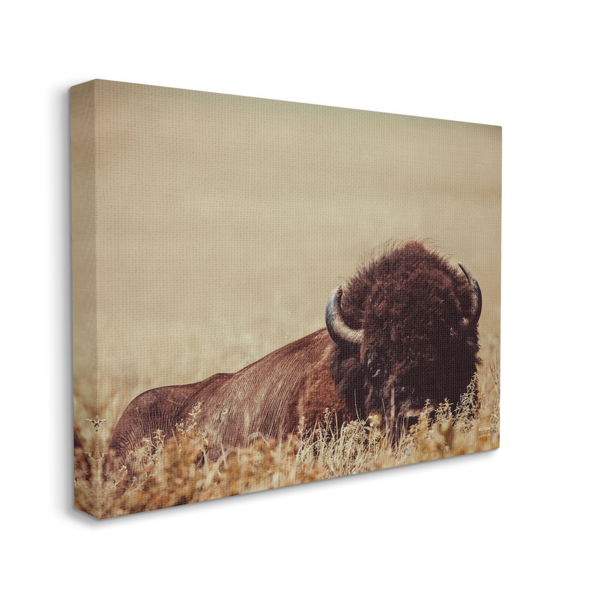 Stupell Industries Resting Bison Photography Animals & Insects Photography Gallery Wrapped Canvas Art Print Wall Art, 20 x 16