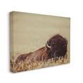 thumbnail image 4 of Stupell Industries Resting Bison Photography Animals & Insects Photography Gallery Wrapped Canvas Art Print Wall Art, 48 x 36, 4 of 8