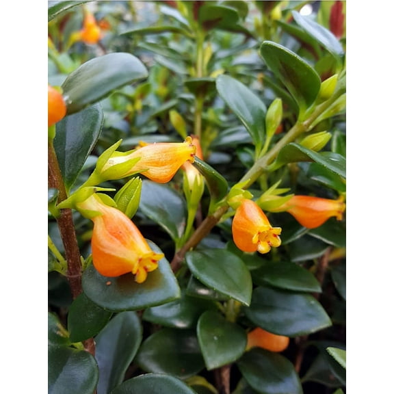 Green Cheerio Goldfish Plant - Nematanthus gregarius - 6" Hanging Basket