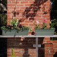 thumbnail image 2 of Bloem Dura Cotta 30" Plastic Window Box Planter with Saucer Tray: Indoor/Outdoor, for Window Sill, Ledge, & Tabletop, Basil, 2 of 5