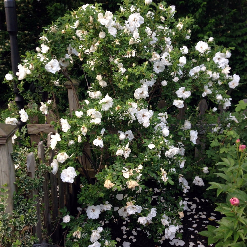 Blanc Double De Coubert Rugosa Rose Bush 4 Pot Double De Coubert Rugosa Rose Bush